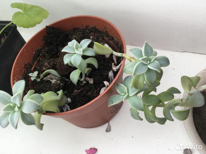 Суккуленты, кактусы, Алоэ, стапелия