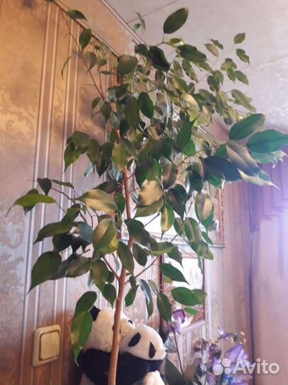 Фикус Бенджамина