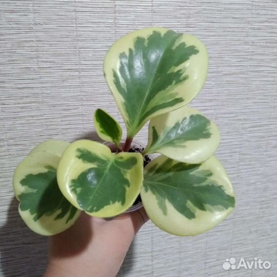 Пеперомия вариегатная