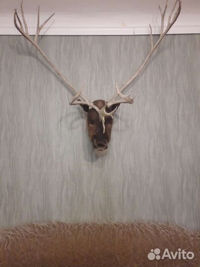 Голова оленя