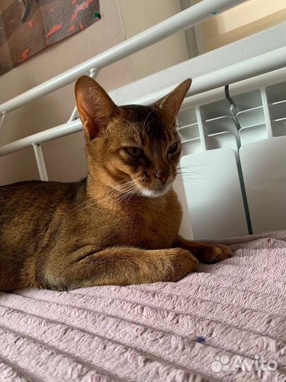 Абиссинский кот вязка