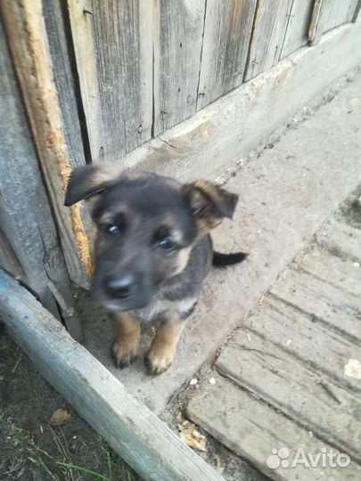 Немецкая овчарка