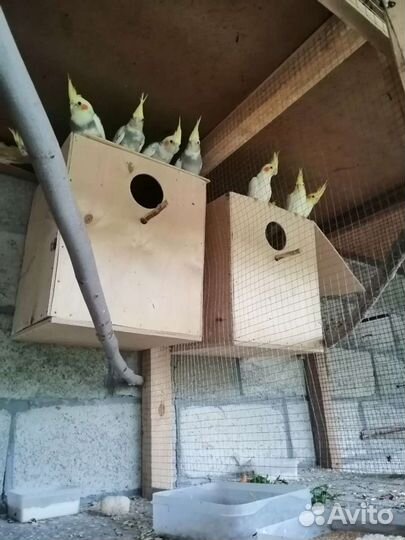 Попугаи корелла