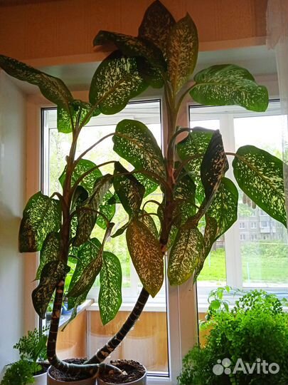 Диффенбахия