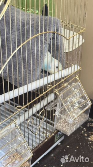 Волнистый попугай