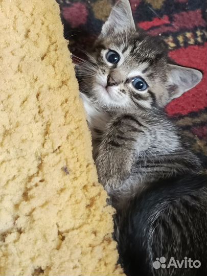 Котёнок