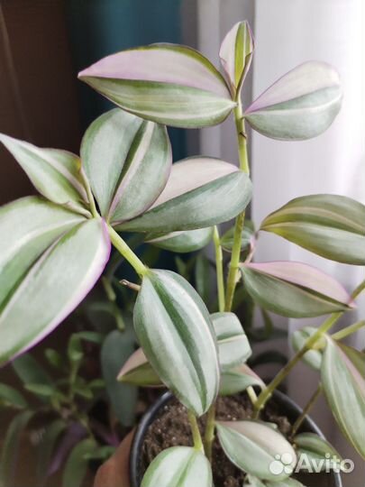 Традесканция (разные виды). Часть2