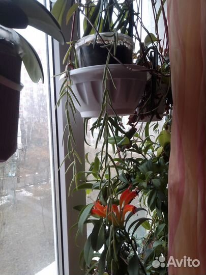 Хойи. Линеарес, Карноза, Ариадна Компакта