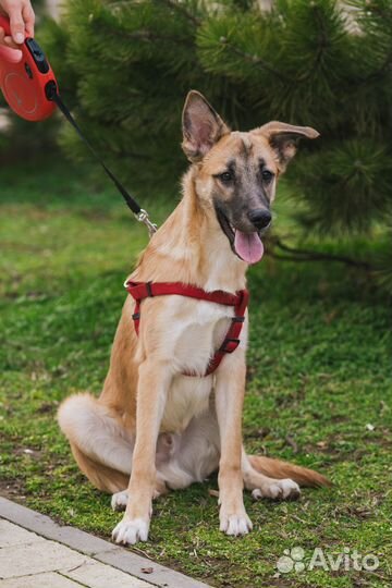 Фенотип бельгийской овчарки щенок