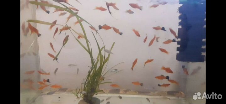 Аквариумные рыбки. Цыхлиды. Меченосцы, малинезии