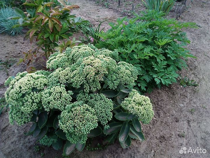 Очиток - саженцы для сада