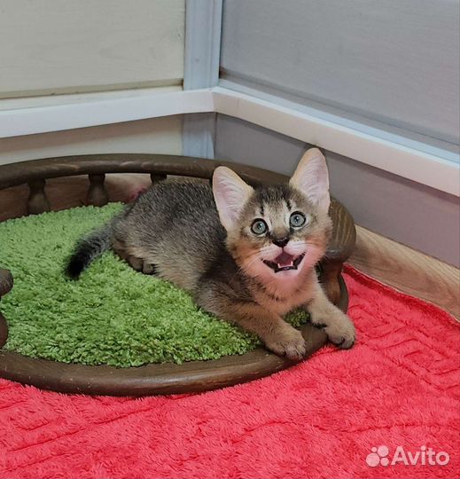 Кот чаузи ф1