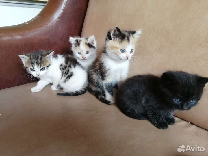 Кошка в дар