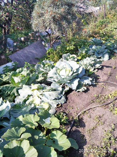 Участок 7,5 сот. (СНТ, ДНП)