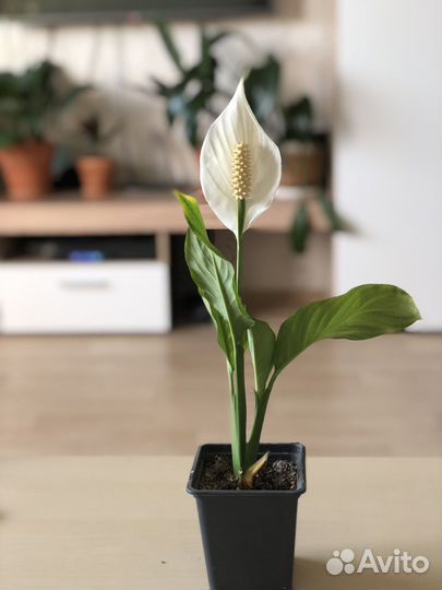 Комнатные цветы