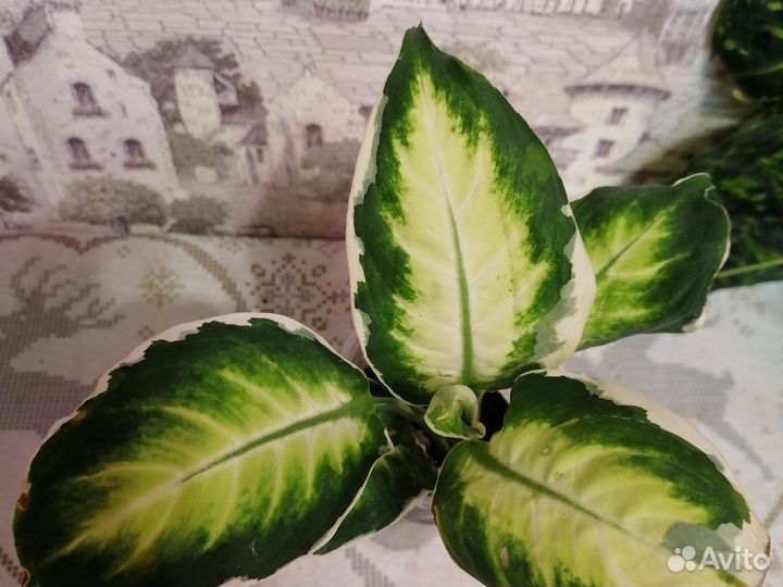 Диффенбахия кул бьюти, рефоектор
