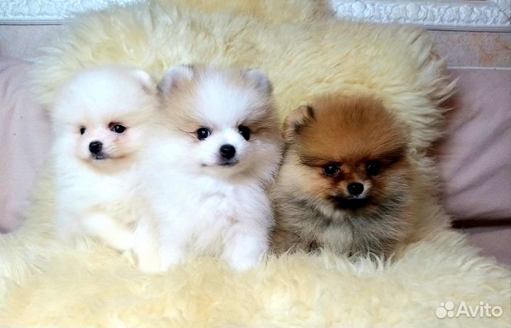 Карапузы Померанский шпиц