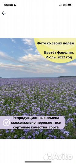 Семена фацелии