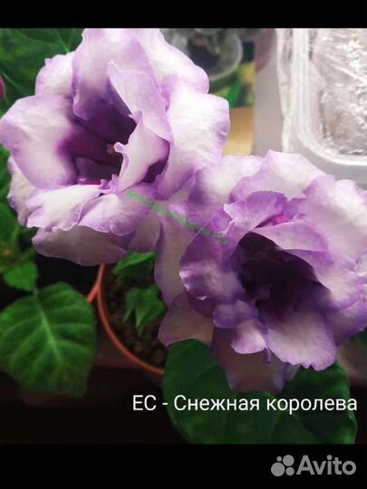 Глоксиния сортовая