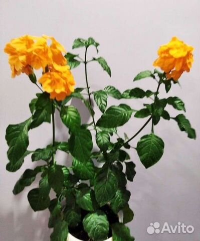 Кроссандра оранжевая(комнатный цветок)