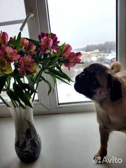 Мопс вязка мальчик