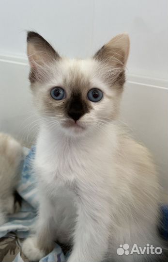 Кошка в дар