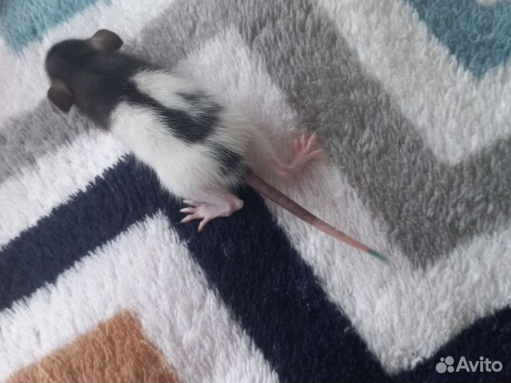 Крыса дамбо