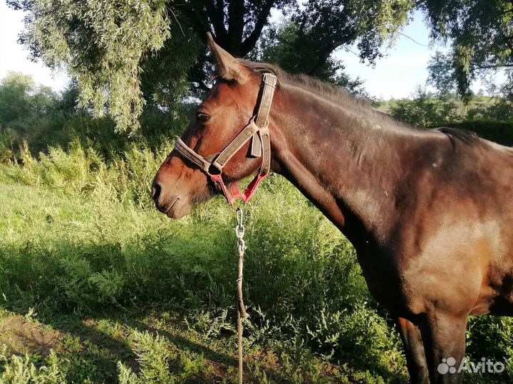 Лошадь кобылы