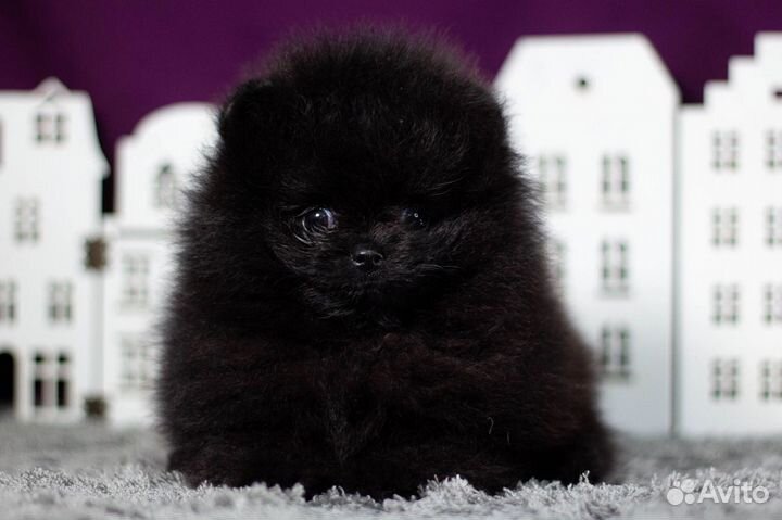 Шпиц девчушка пом