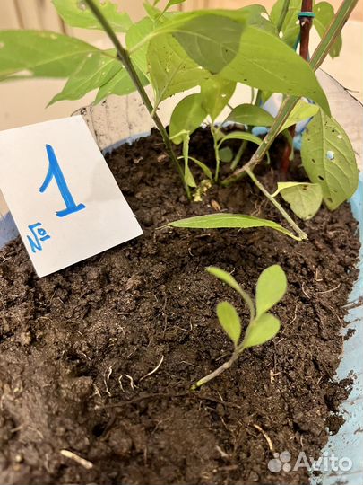 Бересклет Европейский саженцы