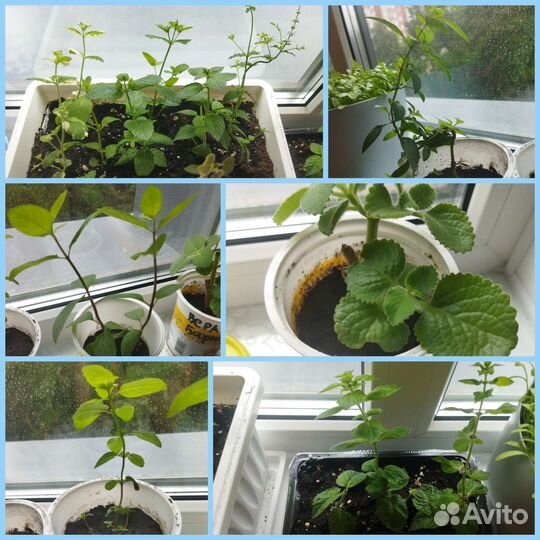 Мята (10 сортов)