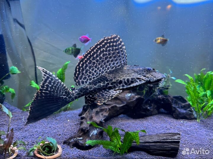 Аквариум 200 л с тумбой