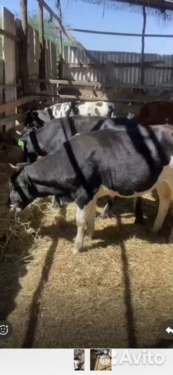 Телки голштины