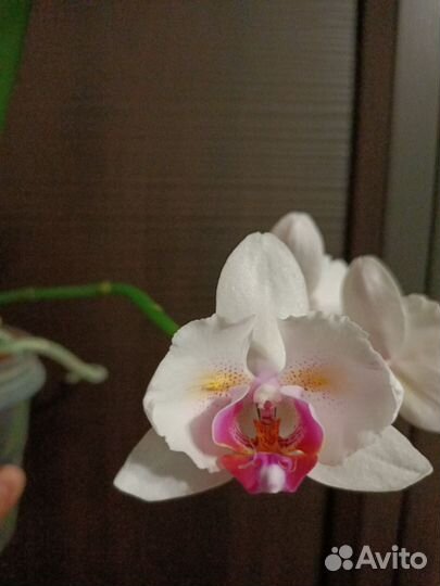 Фаленопсис Pink beauty бабочка