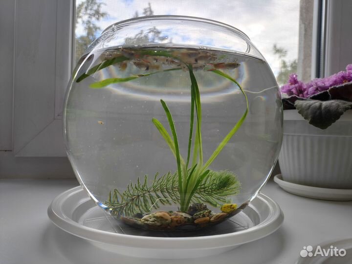 Аквариум с рыбками