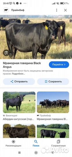 Корова на мясо