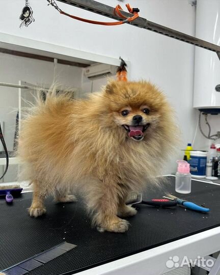 Стрижка собак с выездом на дом