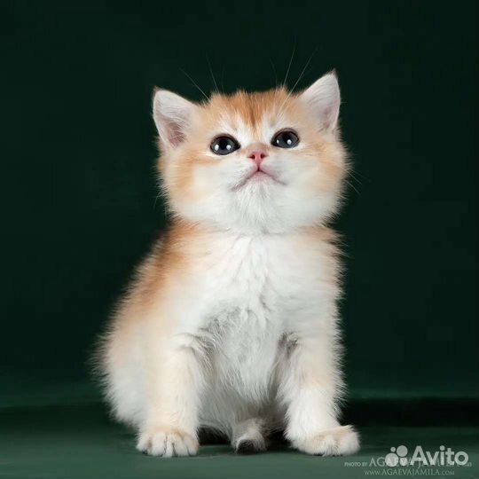 Девочка золотая британская шиншилла