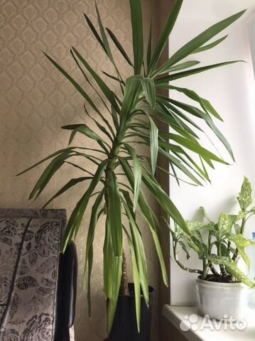 Большое растение в горшке купить в Санкт-Петербурге | Товары для дома и ...