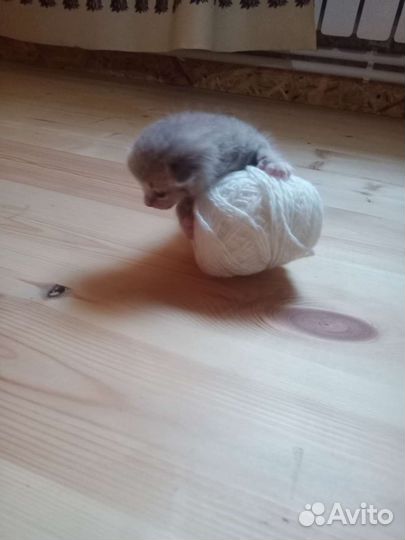 Отдам в добрые руки
