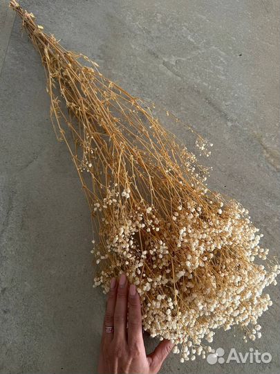 Гипсофила стабилизированная