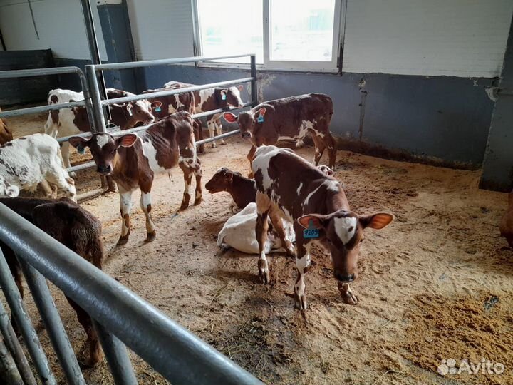 Бычки на откорм