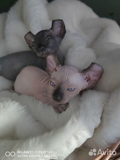 Ваш будущий чемпион двельф