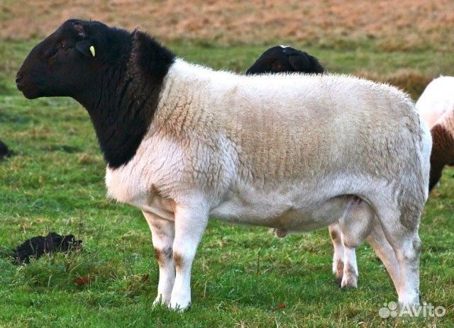 Продам мясо барана дорпер