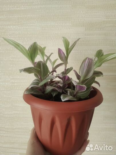 Бронь Традесканция трехцветная