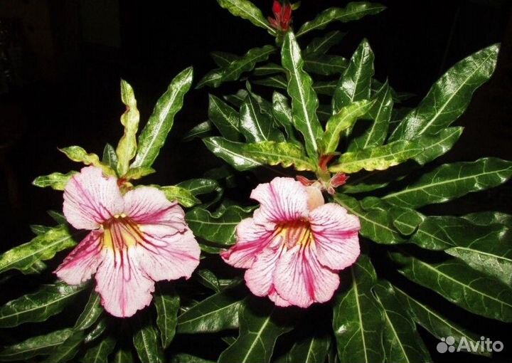 Адениумы эпифиллумы кактус