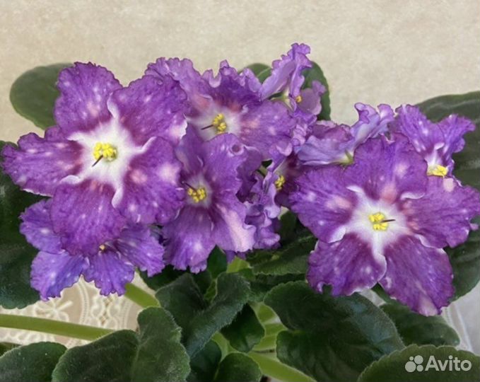 Продаются листья,детки,пасынки от сортовых фиалок