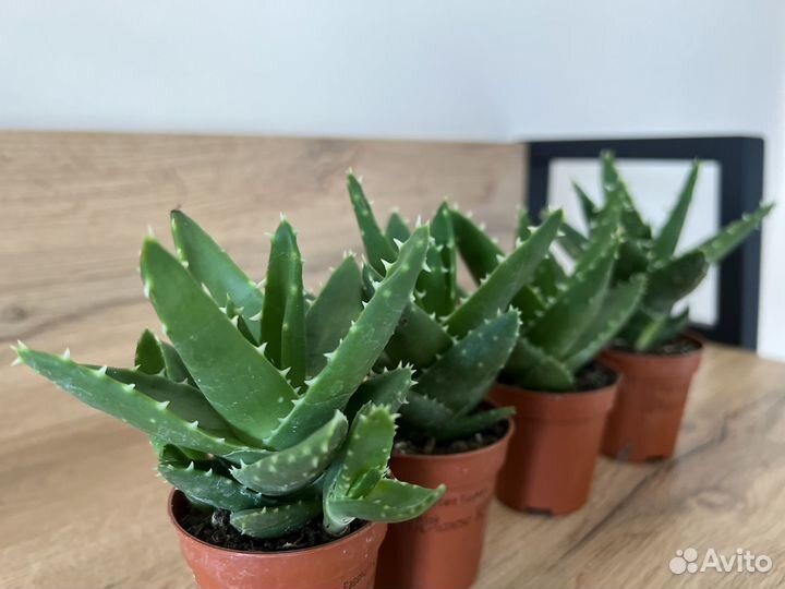 Суккуленты для флорариумов. Домашние цветы