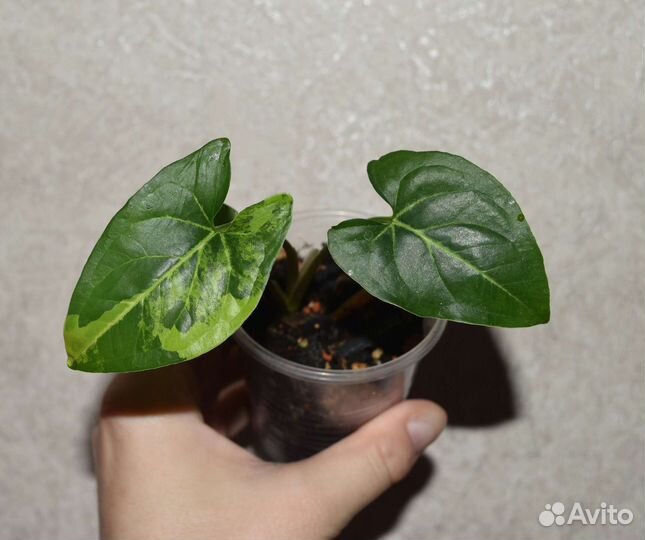 Сингониумы