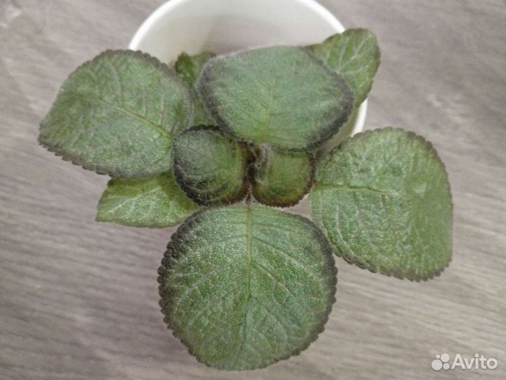 Эписции сортовые